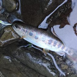久しぶりのアマゴ釣り